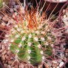 echinopsis_tarijensis